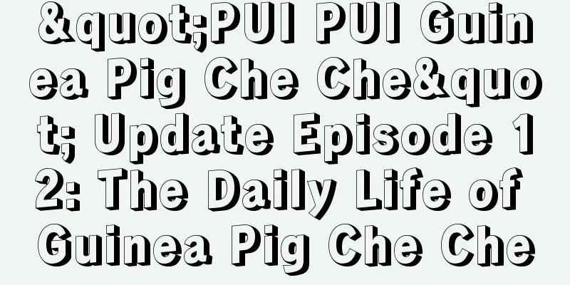 "PUI PUI Guinea Pig Che Che" Update Episode 12: The Daily Life of Guinea Pig Che Che