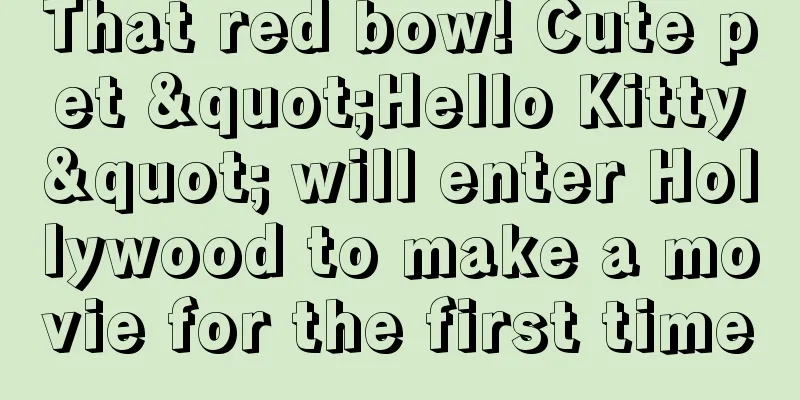 That red bow! Cute pet "Hello Kitty" will enter Hollywood to make a movie for the first time