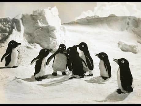 A thorough analysis of the charm and emotion of Penguin Boy Lulu and Kiki!