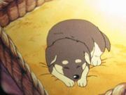 Ganbare! Serve the Guide Dog: A Thorough Analysis of the Touching Story and Character Appeal