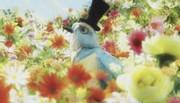 Gingham Check Bird: A thorough analysis of the appeal of Minna no Uta